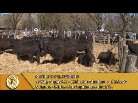 05-09-17 - Venta  de Vaquillonas Angus PC - Rusticos del Sudeste - B.Juarez