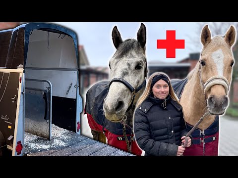 COOKI & GOLUM müssen in die KLINIK