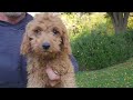 Cavapoo dogs for sale: Kyle - Video 2