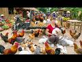 Buying Lots of Rabbits and Chickens | Loaded on a Truck to Sell at a Countryside Market