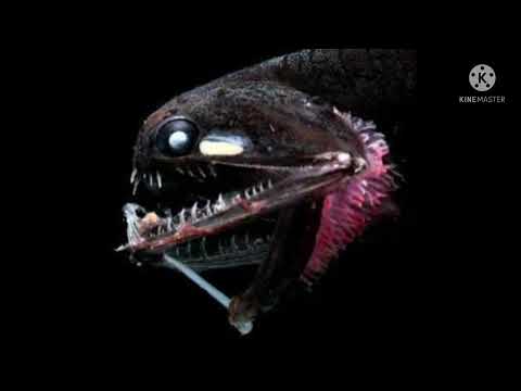 The Thing On Level 7 (Entity Explanations) Episode 4