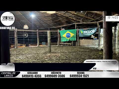 Leilão de gado em Goiatuba Goiás,  17/01/2026 - Mata Preta  Leilões - 14:00 Hs