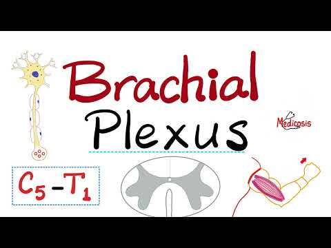 The Brachial Plexus of Nerves - Anatomy of the Upper Limbs - Anatomy series