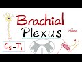The Brachial Plexus Of Nerves Anatomy Of The Upper Limbs Anatomy Series
