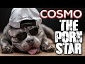 Cosmo The Porn Star - Dragon Vlog