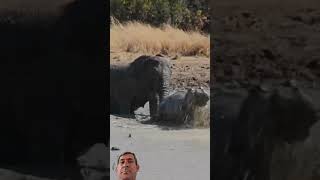 #elephant #wildlife #africa #safari #animals #hippo #madeinmzansi