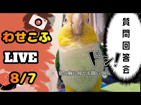 わせこふLIVE＃24