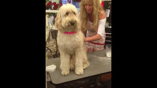 Pet Grooming Westlake Village, Its Pawfect- Dematting a Goldendoodle