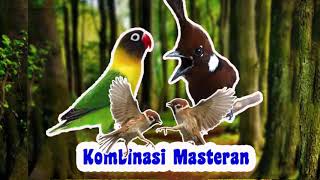 Download lagu Kombinasi Masteran Gereja Tarung, Cililin dan Lovebird [MASTERAN BURUNG CALON JUARA] mp3