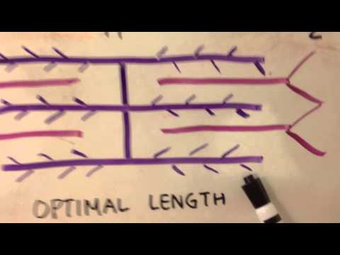 Starling's Law of the Heart