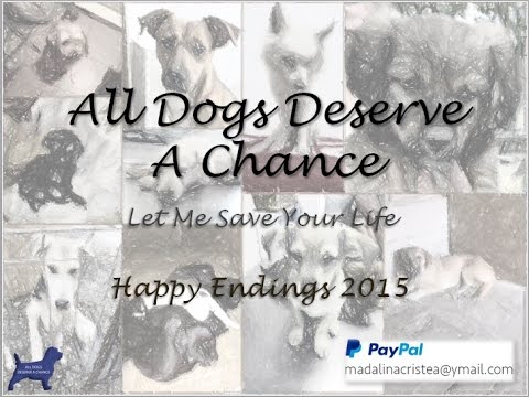 All Dogs Deserve A Chance video - 2015