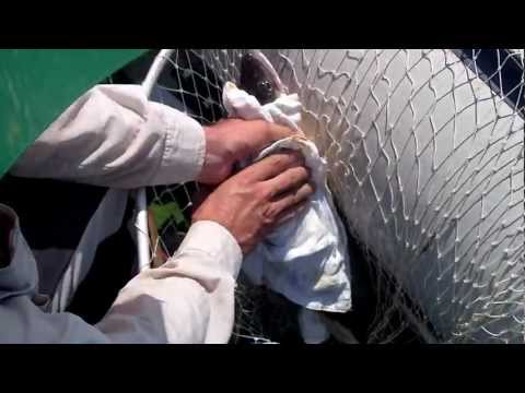 SMUDJ 3kg Dunav, Batajnica