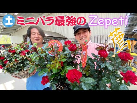 園芸 ミニバラの茂みを育てる