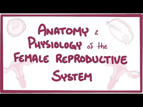 Anatomy and physiology of the female reproductive system