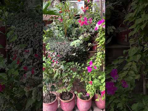 #beautiful #flowers #greenary #nature