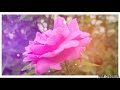 New WhatsApp Status Love