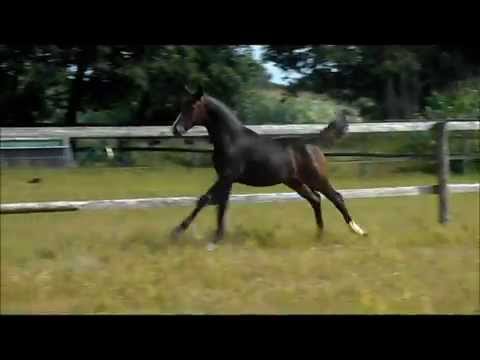 Stutfohlen 2015 v. Delorean/ Lauries Crusador XX