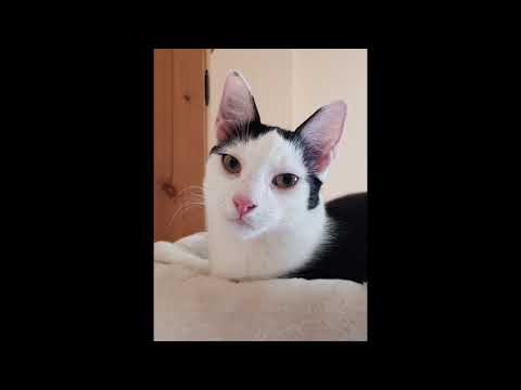 Jupi unser Kater