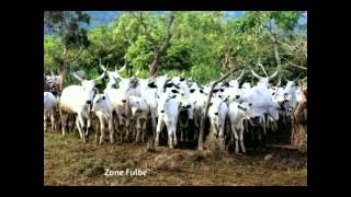 Download lagu fulbe laide sudan mp3