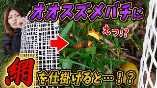 ニホンミツバチの巣箱に粗めの網をかけるのはオオスズメバチ対策になるのか！？