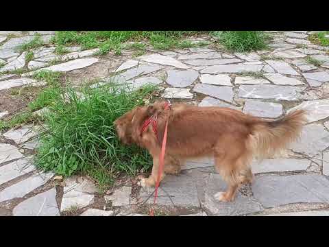 Daisy at the Temple of ARTEMIS AGROTERA.(on her way to Kallimarmaron Stadium).