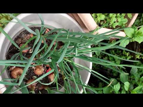 organic mint in garden | beautiful | amazing | nature | cooking with firdous baji