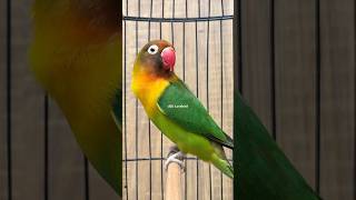 Download lagu Lovebird ngekek panjang mp3 Download lagu Lovebird ngekek panjang mp3