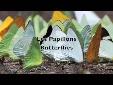 Les Papillon (Butterflies)