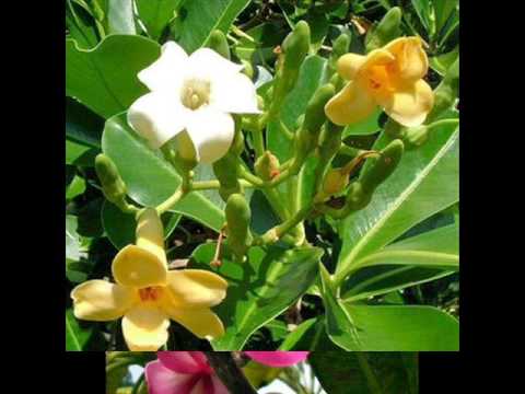 Tongan Song.Matangi Hake - Reggae Remix