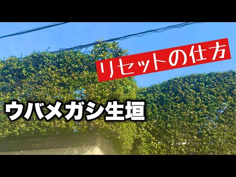 生垣を刈る時期は重要ですか？誰のため？  庭園