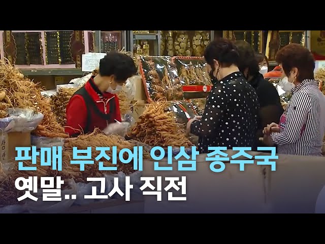 인삼 농가 고사 직전..대안 모색 절실