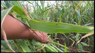 Aaj Bajre ke Khet Me 🌾🌳