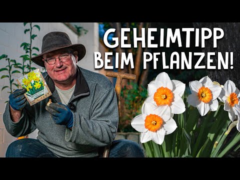Winterzwiebeln richtig pflanzen mit diesen Tipps! 🌼 - Blütenpracht im Frühjahr
