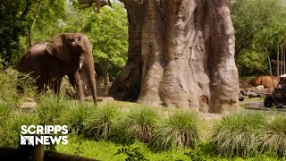 Disney's Animal Kingdom celebrates its 25th anniversary on Earth Day