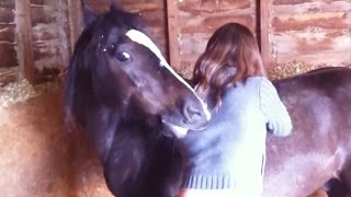 You Scratch My Back and I'll Scratch Yours - Funny Horses Compilation