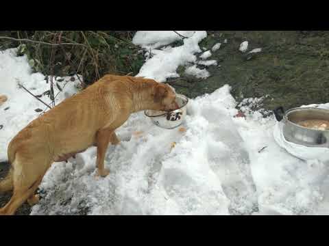 Пойдём с нами, кормить собачек .