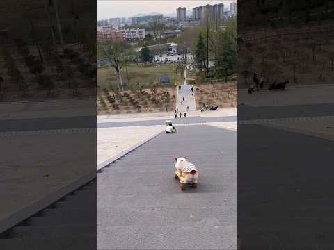 #skateboardingdog #corgi #smartpets