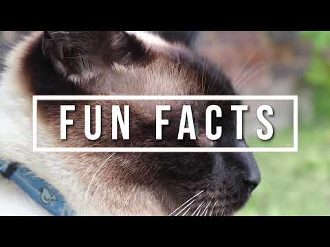 The Royal Cat Of Siam | 10 Fun Facts About Siamese Cats