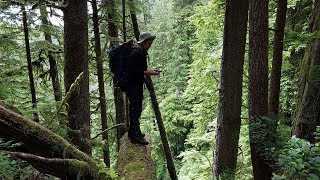 Carmanah Walbran Ancient Forest