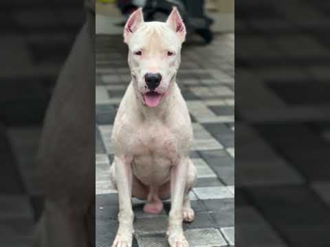 Kunjan 😈 #youtubeshorts #dogoargentino #dogs #pitbull #kgf