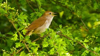 Download lagu Beautiful Common Nightingale Song mp3 Download lagu Beautiful Common Nightingale Song mp3