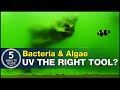 Will Uv Light Kill Algae In Aquarium