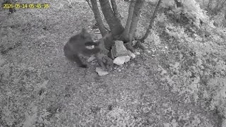 Un Orso passeggia e cerca cibo sull'Altopiano di Asiago