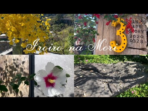 Visitando a região inexplorada de Taiwan/Caminhando pela vila nas nuvens/A neblina da tribo Lukai/[Vivendo em Taiwan] Vo.6/Pequenas histórias ~Conectando memórias~