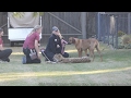 170126 San Diego Zoo Safari Park Shiley S Cheetah Run Ruuxa Raina