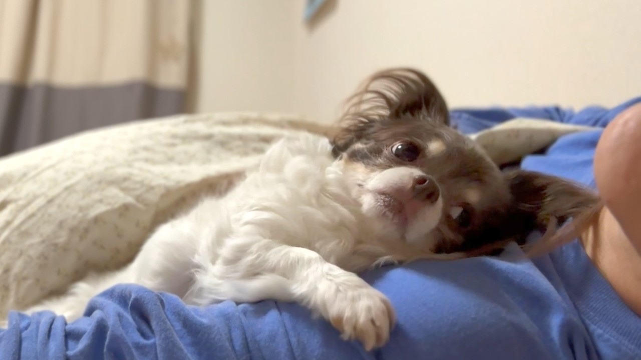 注文の多い愛犬チワワとの1日、雨の日を自宅で過ごす｜在宅ワーク｜1人暮らし｜ワンルーム