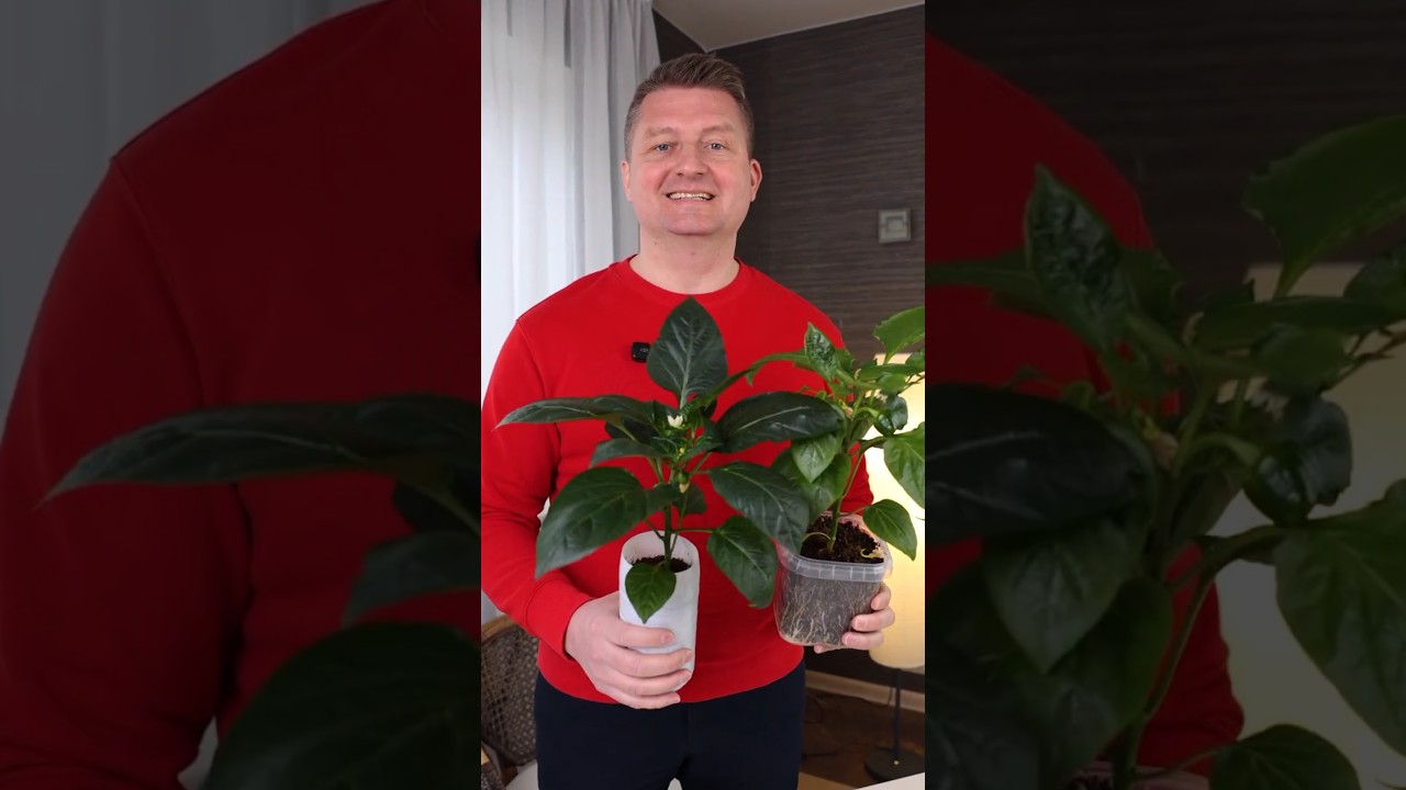 1 ложка &ndash; и рассада оживает на глазах! Даже самая слабая быстро зеленеет и трогается в рост