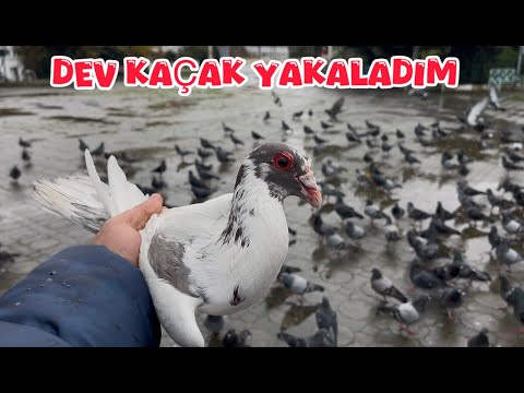 YABANİ GÜVERCİNLER ARASINDA KAÇAK AVI ( DEV FİLO YAKALADIM )