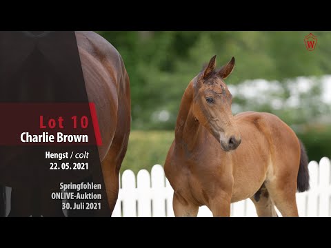 Onlive-Auktion Springfohlen Lot 10 Charlie Brown Hengst v. Colorit - Stalypso