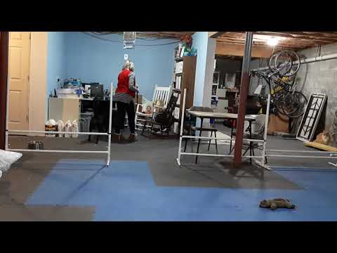 Millie home 12.31.2019